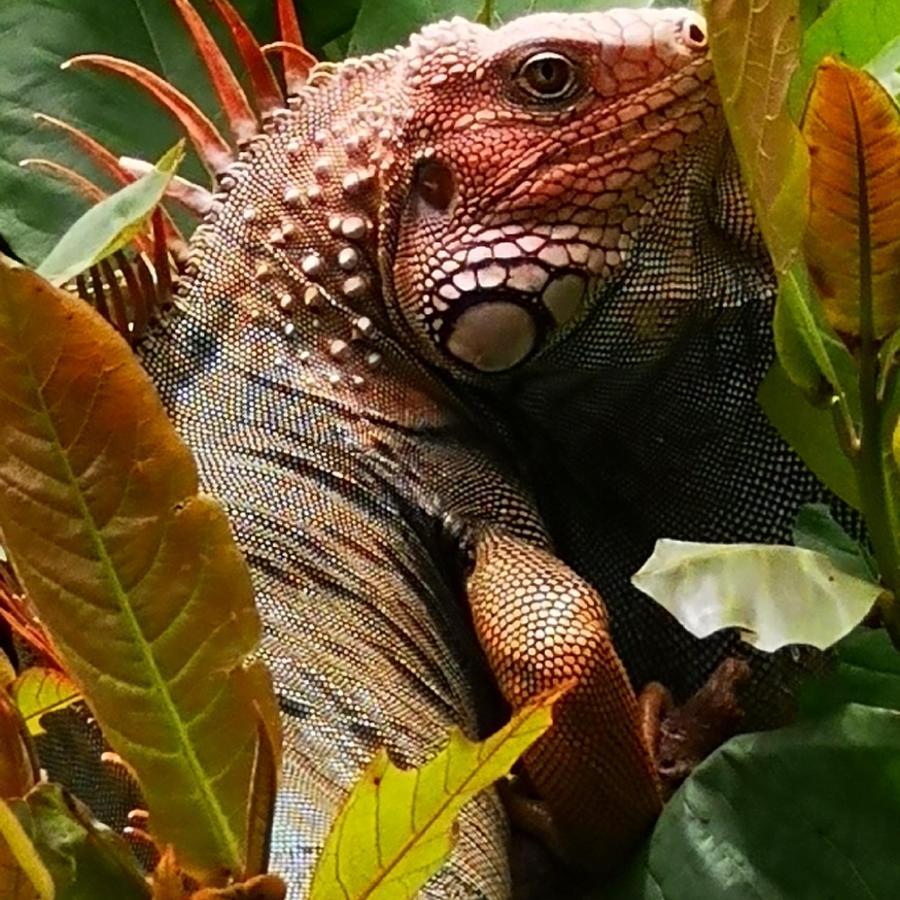 Hotel Belvedere Playa Samara Costa Rica Kültér fotó