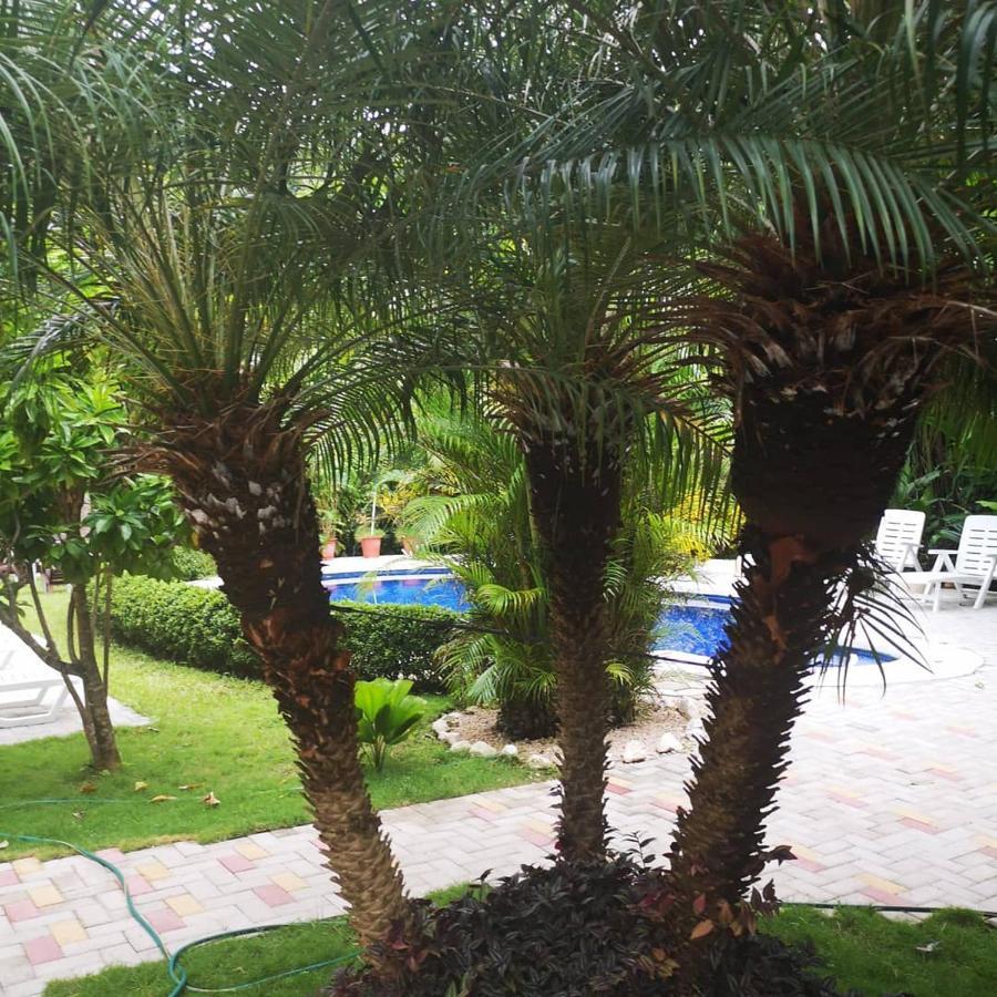 Hotel Belvedere Playa Samara Costa Rica Kültér fotó